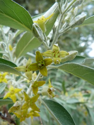Eleagnus angustifolia - hlošina úzkolistá, česká oliva - květ